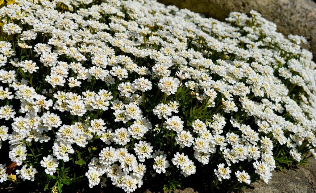 Pourriture blanche aux jardins