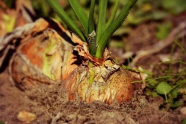 Semis direct en agriculture : 4 limites importantes.
