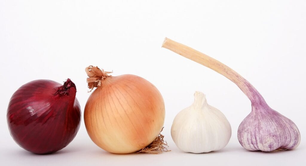 Pourriture des bulbes