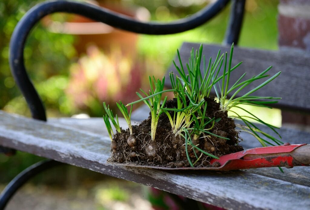 Pourriture des bulbes aux jardins