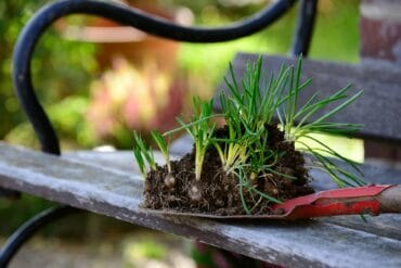 Semis direct en agriculture : présentation et limites.