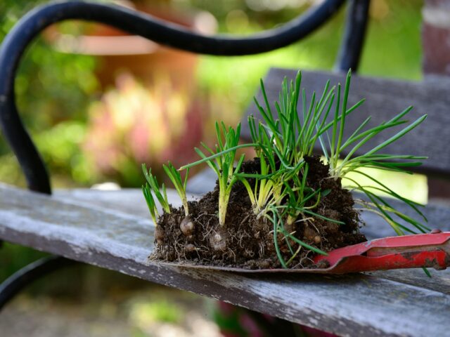 Pourriture des bulbes aux jardins
