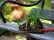 Pourriture des bulbes aux jardins
