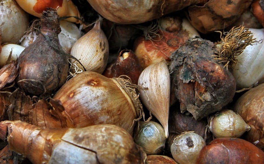 Pourriture des bulbes aux jardins
