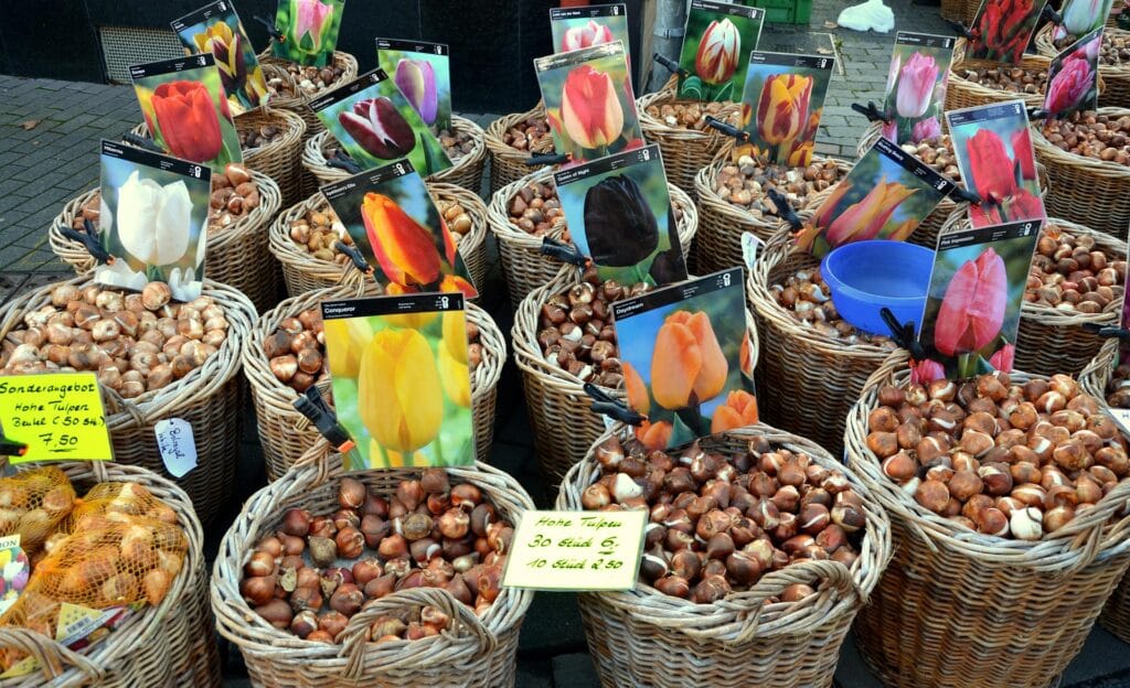 Pourriture des bulbes aux jardins
