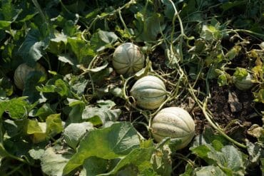Pourriture racinaire au jardin : 3 moyens de lutte efficaces