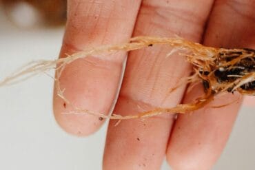 Pourriture blanche des cultures : Présentation et lutte.