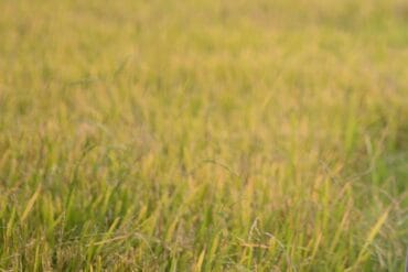 Pourriture blanche des cultures : Présentation et lutte.