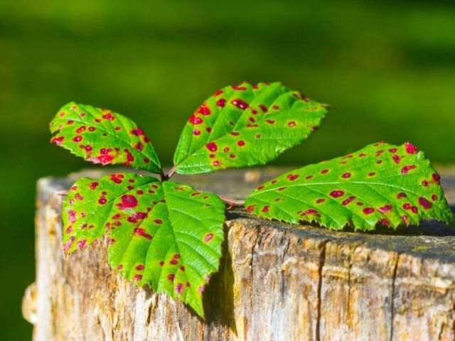 Cercosporiose aux jardins