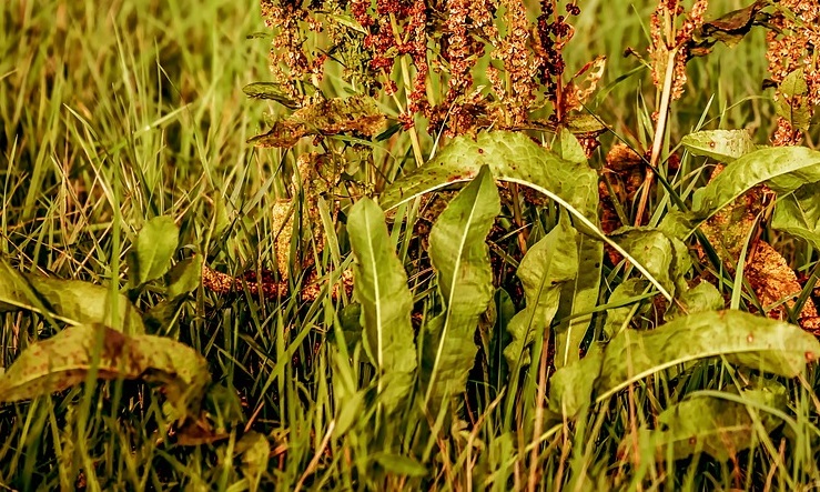 Cercosporiose aux jardins