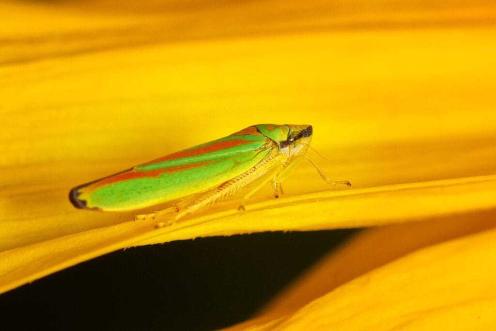 Cicadelles phytophages