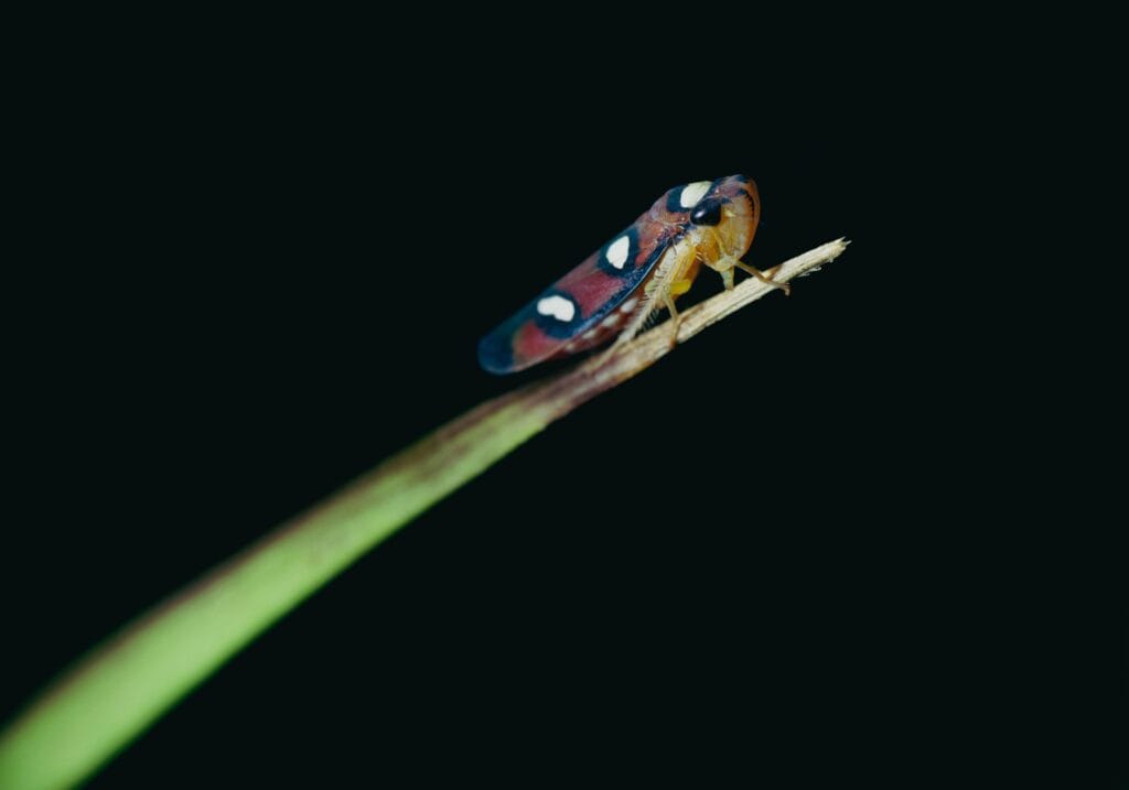 Cicadelles phytophages