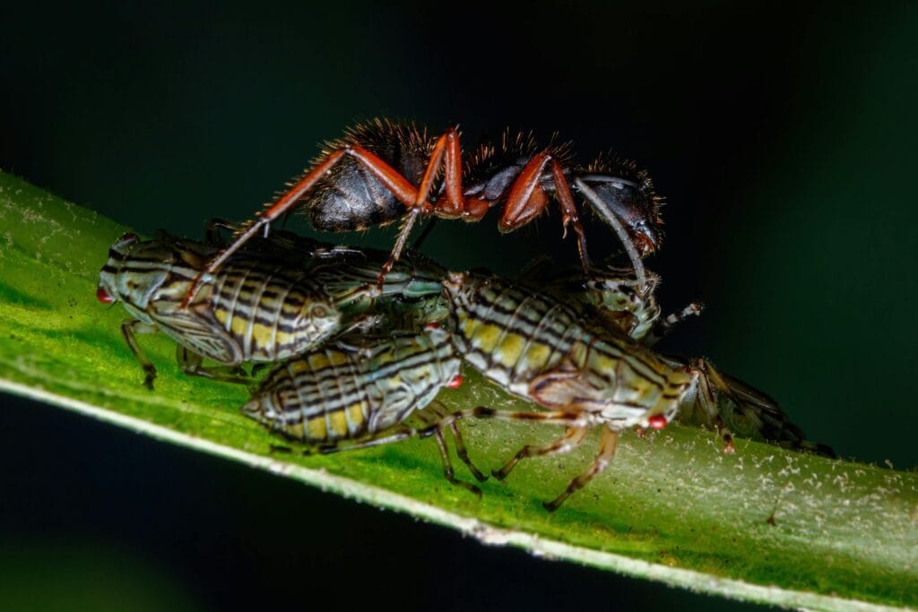 Cicadelles phytophages