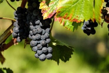 Induction et initiation florale : 3 facteurs importants.