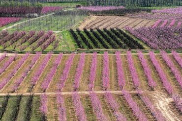 Charbon des cultures végétales : 3 moyens de lutte efficaces