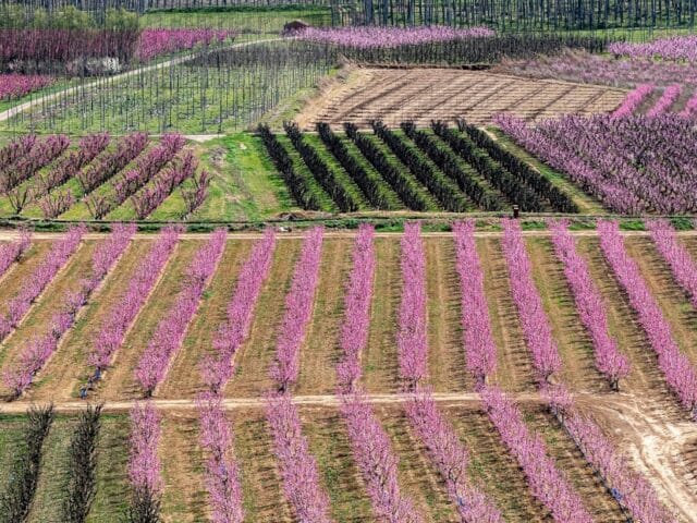 Densité de plantation des arbres fruitiers
