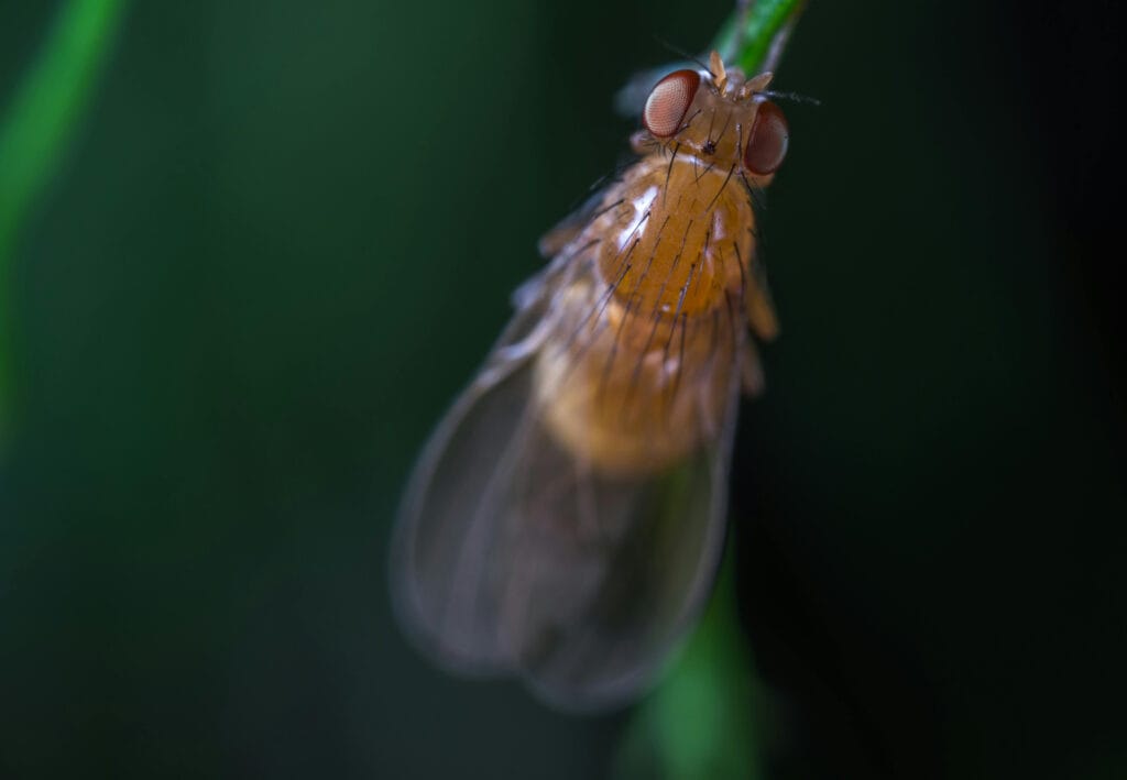 Drosophile suzukii aux jardins