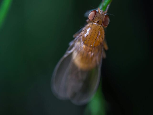 Drosophile suzukii aux jardins