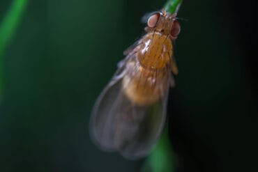 Drosophile suzukii ravageuse : 3 moyens de lutte efficaces.