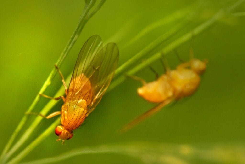 Drosophile suzukii ravageuse