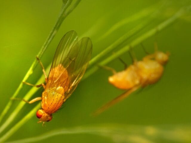 Drosophile suzukii ravageuse
