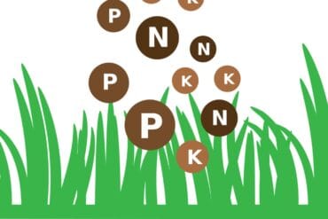 Cercosporiose aux jardins : 3 moyens de lutte efficaces.