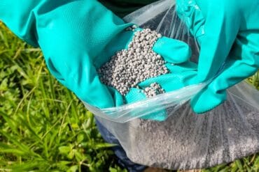 Rhizoctone des cultures végétales : 3 luttes efficaces.