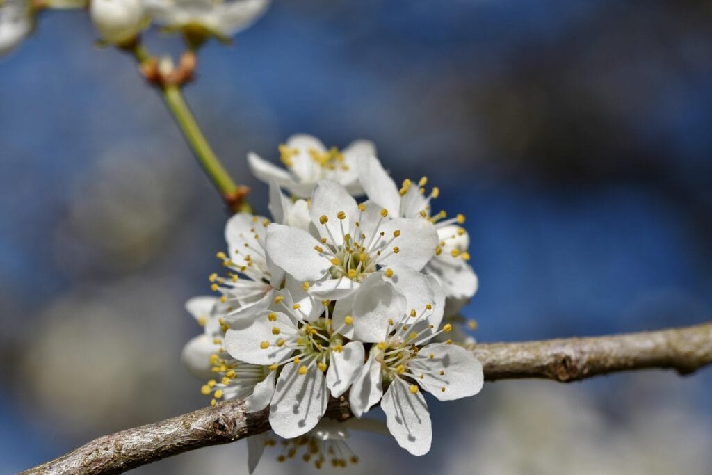 Induction et initiation florale