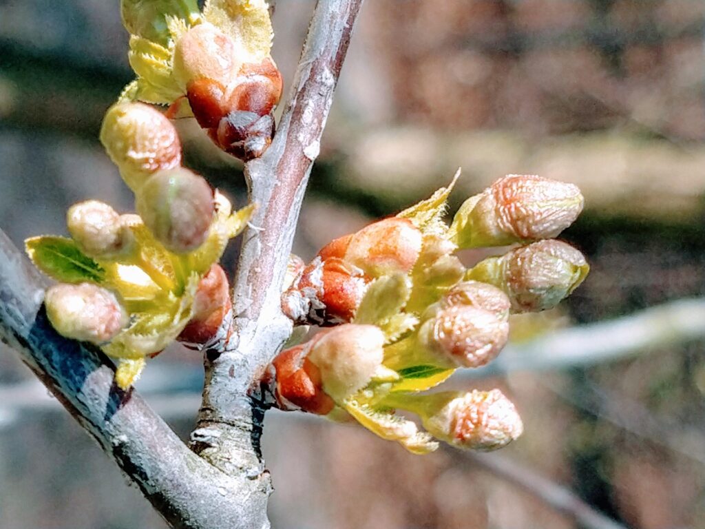 Induction et initiation florale