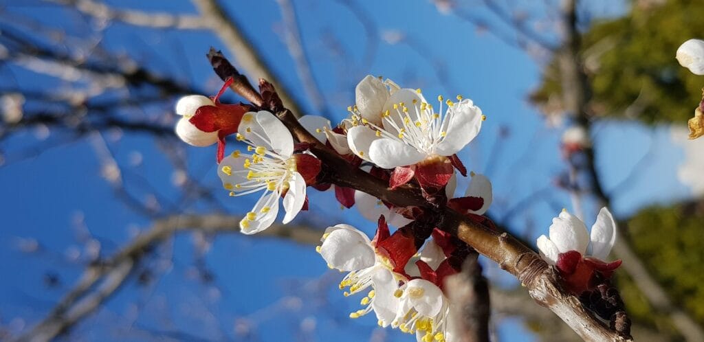 Induction et initiation florale
