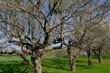 Cicadelles phytophages en ornement : 3 luttes efficaces.
