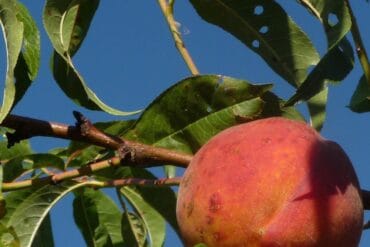 Cloque des plantes : Présentation de la maladie et lutte.
