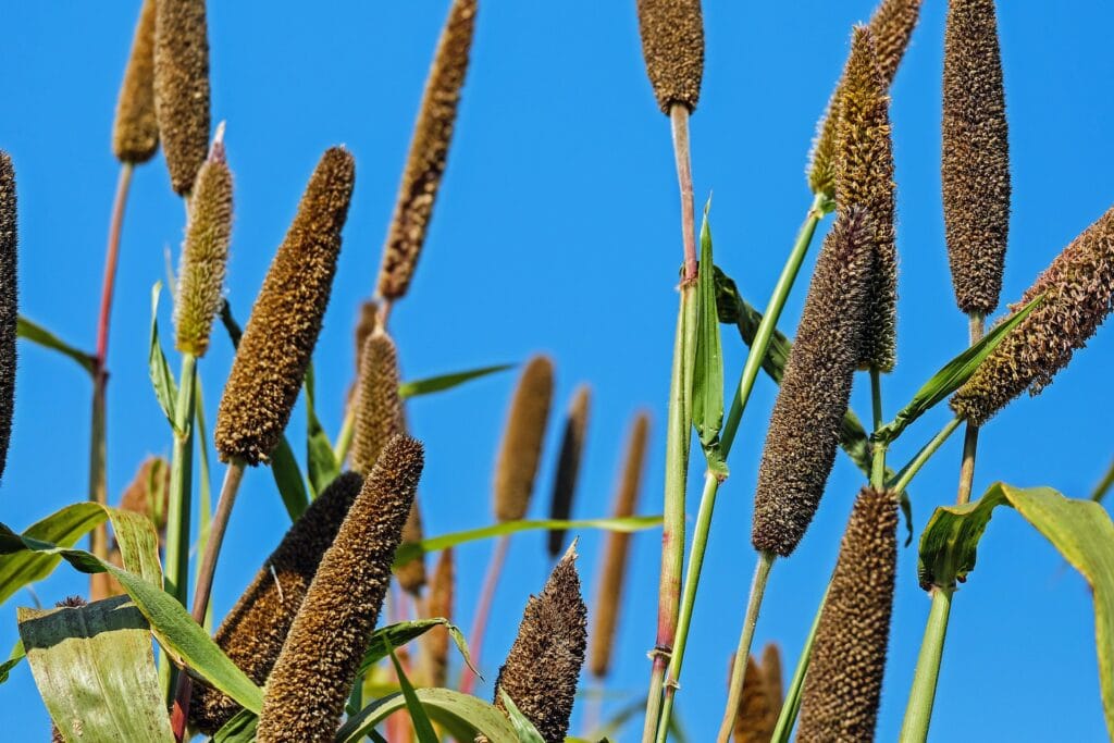 Ramulariose aux jardins