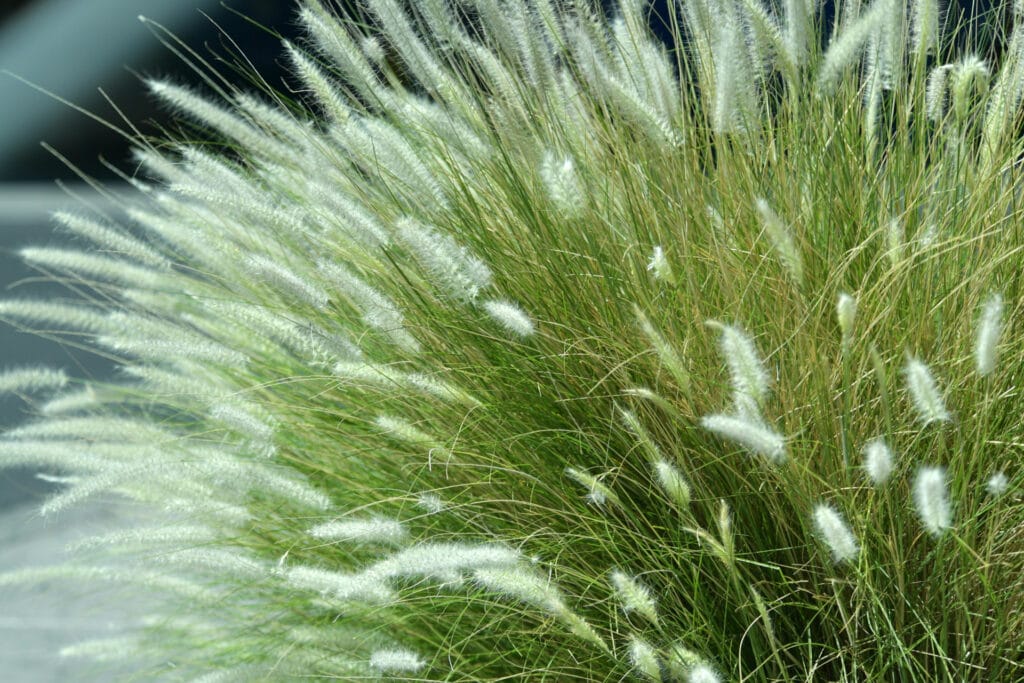 Ramulariose aux jardins