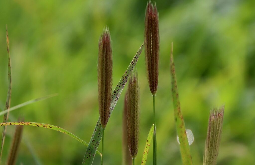 Ramulariose aux jardins