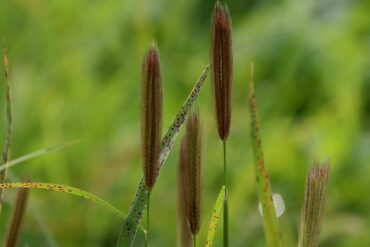 Cicadelles ravageuses des cultures : 3 luttes efficaces.