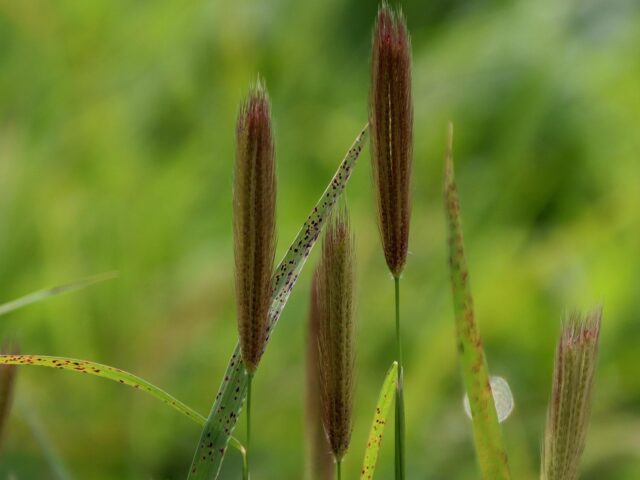 Ramulariose aux jardins