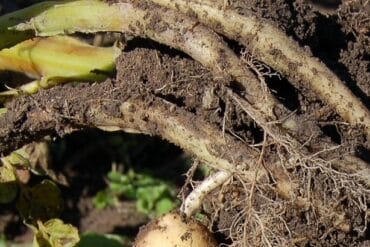 Fertilisation des cultures : Les moyennement exigeantes