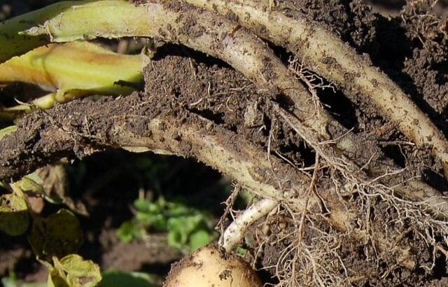 Rhizoctone aux jardins