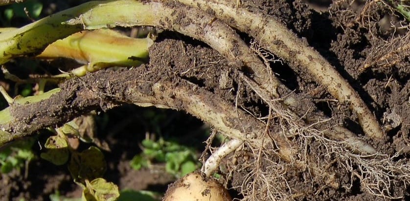 Rhizoctone aux jardins