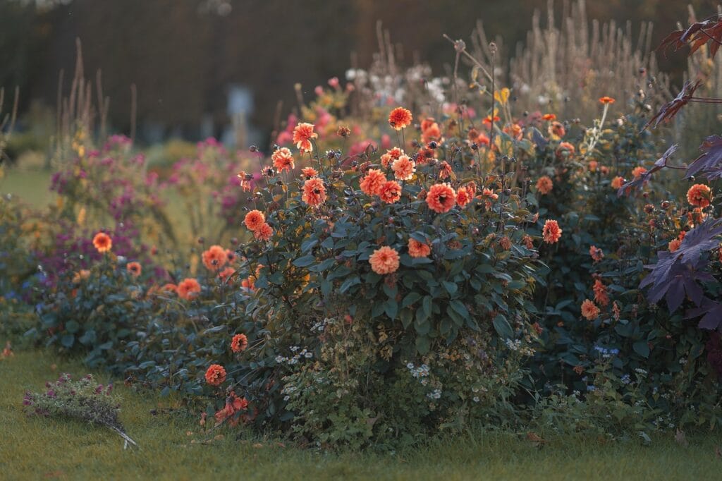 Rhizoctone aux jardins