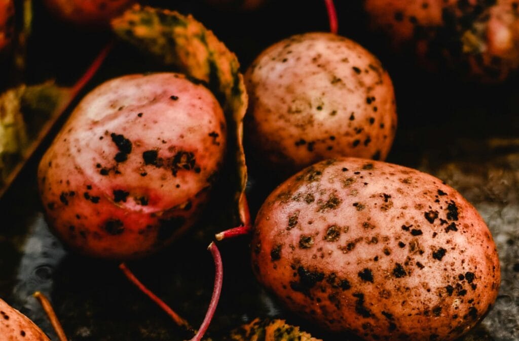 Rhizoctone des cultures végétales