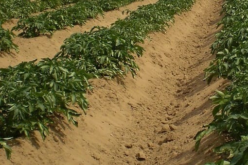Rhizoctone des cultures végétales