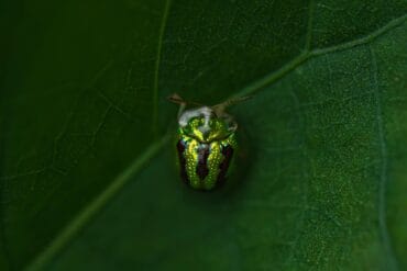 Casside ravageuse des cultures : 3 moyens de lutte efficaces
