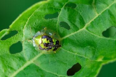 Casside phytophage en ornement : 3 moyens de lutte efficaces