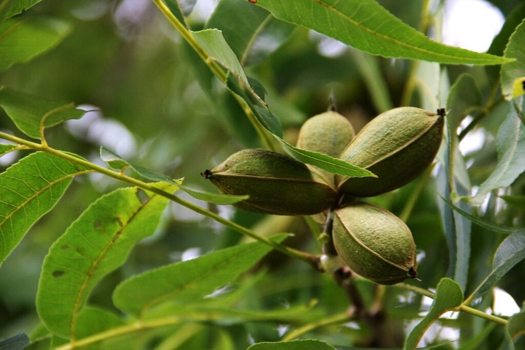 Fertilisation des plantes