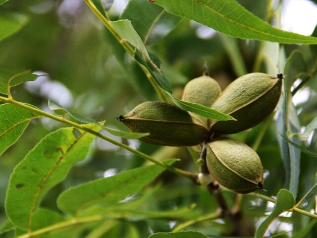Fertilisation des plantes
