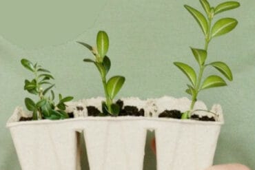 Casside ravageuse des cultures : 3 moyens de lutte efficaces