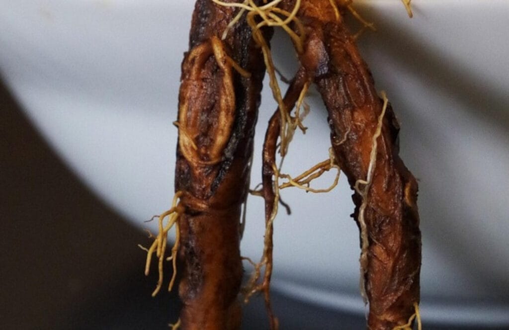 Pythium des cultures