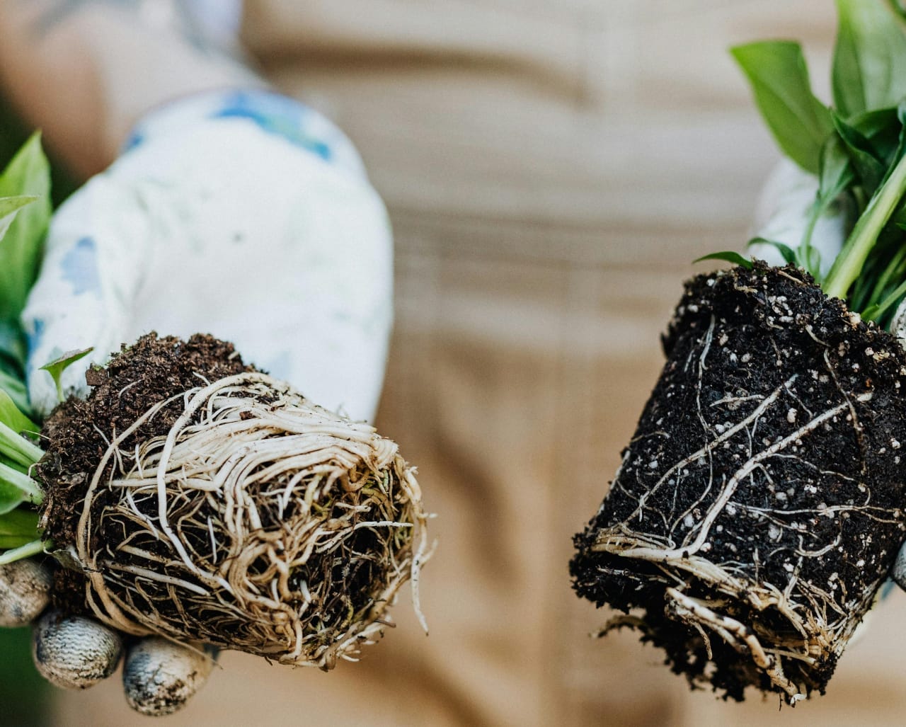 Pythium des cultures